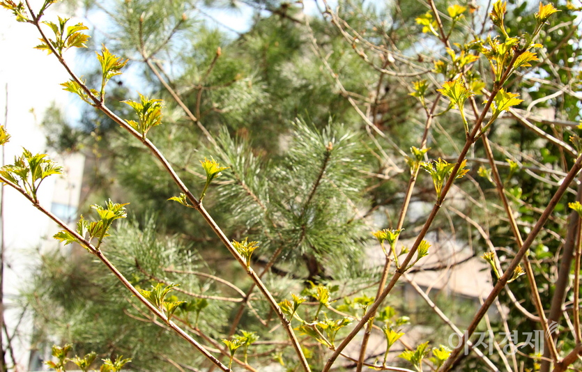 나뭇잎도 초록의 싹을 틔우고, 늘 푸른 솔잎과 색깔 대결을 펼치고 있다. 사진=정윤서 기자