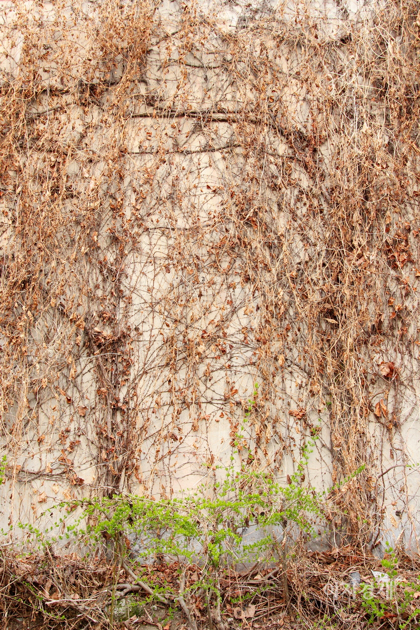 담벼락의 넝쿨 식물은 작년 가을 모습이지만, 그 아래 나무는 파란 싹을 틔웠다. 사진=정윤서 기자