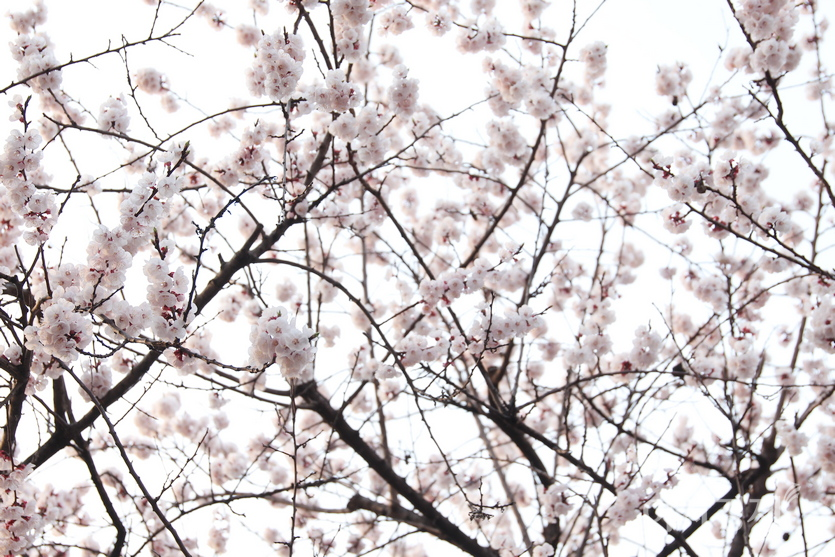 꽃은 현재 주택가와 아파트 단지 등에 흐드러지게 피었다. 사진=정윤서 기자