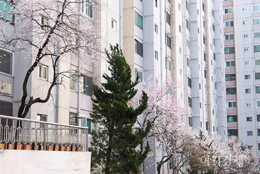 <br>꽃은 현재 주택가와 아파트 단지 등에 흐드러지게 피었다. 사진=정윤서 기자<br><br> 