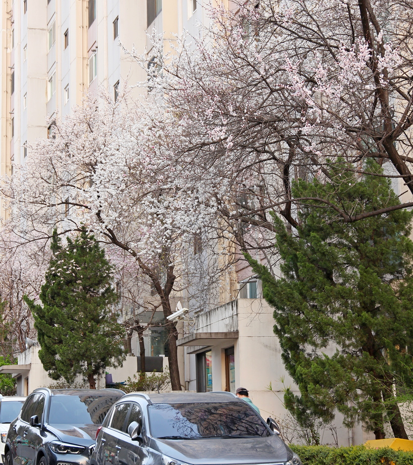꽃은 현재 주택가와 아파트 단지 등에 흐드러지게 피었다. 사진=정윤서 기자