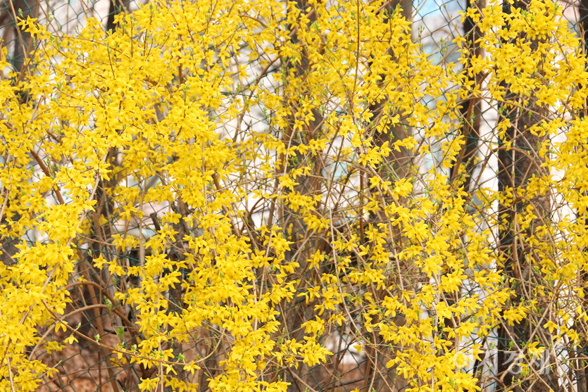 봄의 전령 개나리도 만개했다. 사진=정윤서 기자