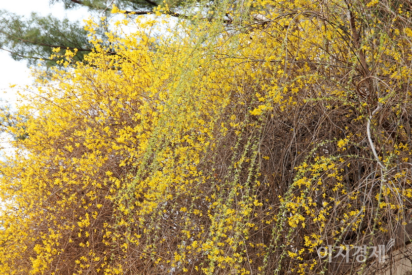 봄의 전령 개나리도 만개했다. 사진=정윤서 기자