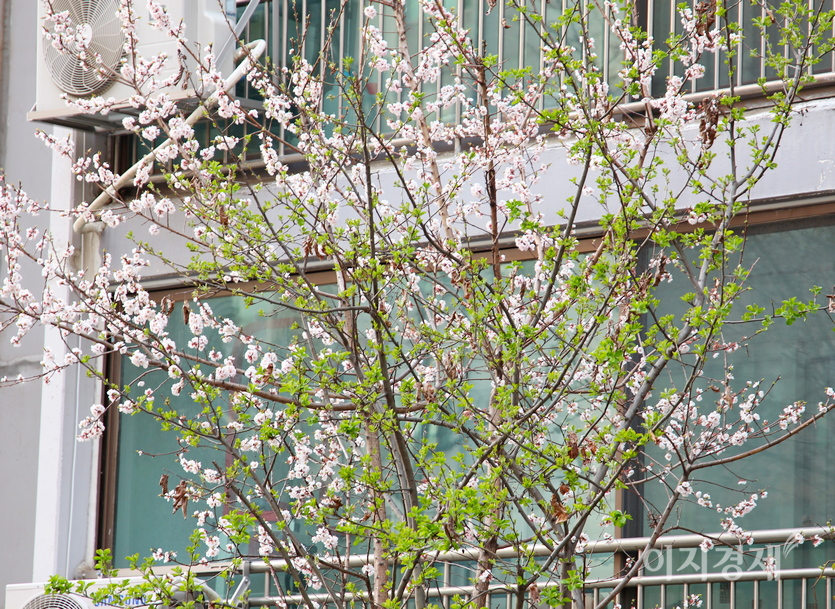 아파트 단지에는 꽃과 함께 나뭇잎도 짙은 초록이다. 단지 쓰레기장에 있는 나무도 잎을 틔웠다. 사진=정윤서 기자