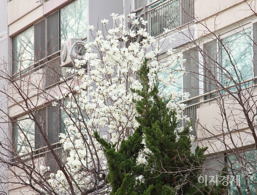 백목련과 홍목련도 한창이다. 사진=정윤서 기자