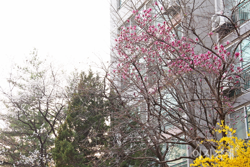 백목련과 홍목련도 한창이다. 사진=정윤서 기자