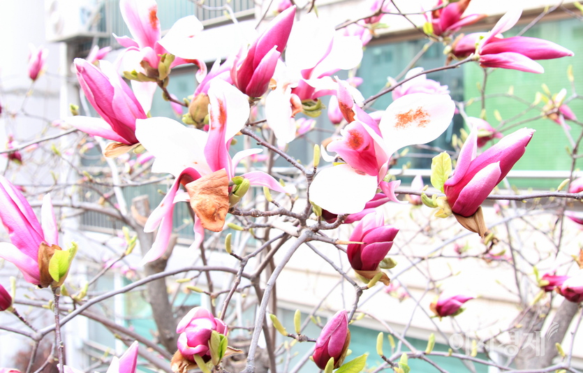 백목련과 홍목련도 한창이다. 사진=정윤서 기자