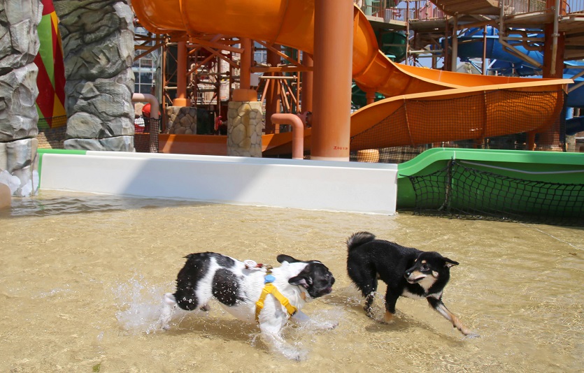 롯데워터파크가 반려견과 함께 즐길 수 있는 '댕댕 워터파크'를 개장한다. 사진=롯데워터파크