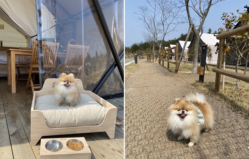 상하농원이 '개 편한 글램핑' 패키지를 4월 11일부터 운영한다. 사진=상하농원