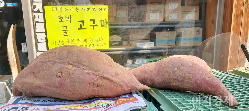 서울 강남에 있는 한 상가에서 충남 태안산 왕고구마를 내놨다. 이 고구마는 일반 고구마보다 최고 20배가 크다. 고구마 한 개로 4인 가족이 식사를 대체할 수 있다. 사진=정윤서 기자