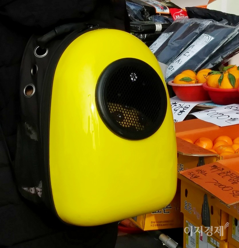 (위부터)반려견이 목줄에 끌려 주인을 따라 걷거나, 안겨 있다. 최근에는 개가방과 개를 위한 보행기도 나왔다. 사진= 정수남 기자