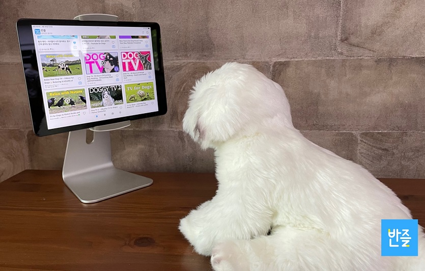앱개발사 프랙티컬이 반려동물과 소통하고 놀아줄수 있는 전용 동영상 플레이어를 공개했다. 사진=프랙티컬