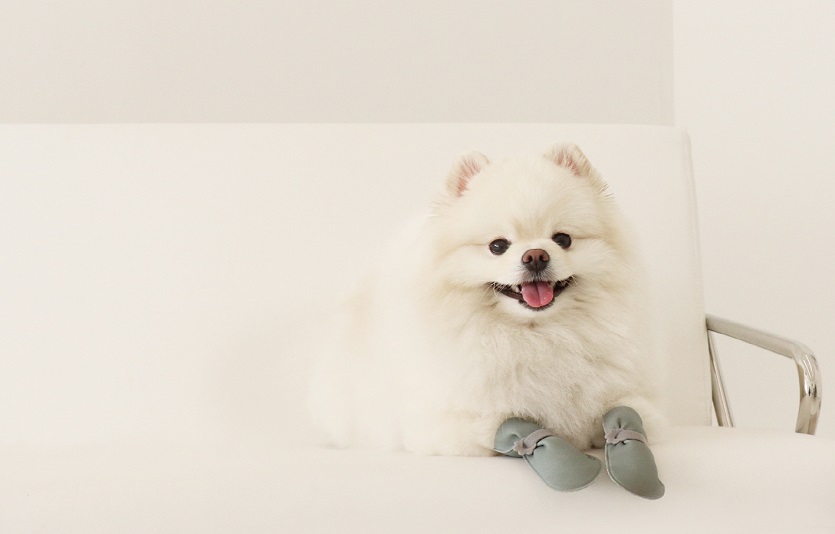 펫인뷰티가 실내외에서 사용할 수 있는 반려동물용 신발 '포랩'을 출시했다. 사진=펫인뷰티