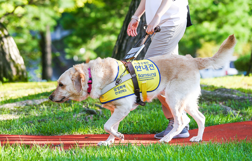 삼성화재안내견학교는 20일 새로운 안내견과 졸업한 안내견의 새로운 출발을 응원하는 '함께 내일로 걷다' 행사를 진행했다. 훈련사가 안내견 보행 체험을 시연하고 있다. 사진=삼성화재안내견학교