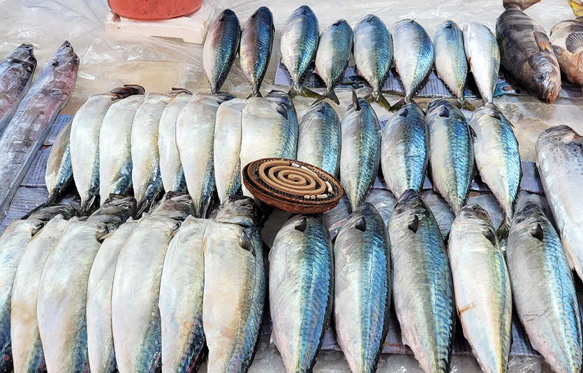 생선들 사이에 모기향을 설치한 수산물 매대. 사진=신광렬 기자