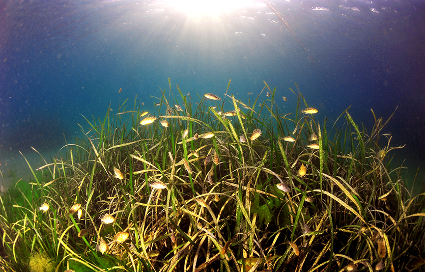 효성이 멸종위기인 야생생물 보전과 해양 생태계 보호에 나선다. 사진은 잘피숲. 사진=효성