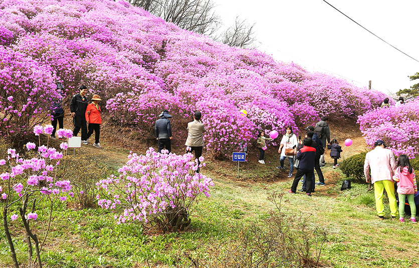 효성이 내달 1일 안양공장 내 진달래동산과 운동장을 지역주민들에게 개방하고 4년 만에 진달래 축제를 재개한다. 사진=효성
