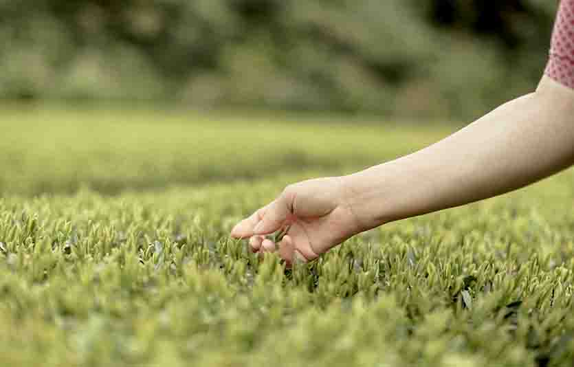 오설록이 2023년 해차를 선보인다. 사진=아모레퍼시픽