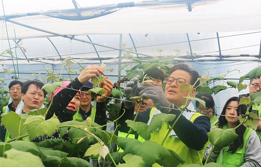 이재식 농협중앙회 부회장과(맨 앞 오른쪽) 농협IT임직원들이 경기도 화성시 포도 과수 농가의 비닐하우스에서 곁순따기를 했다. 사진=농협
