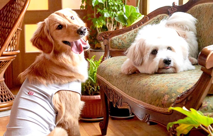 BYC 개리야스 금은런닝. 사진=BYC