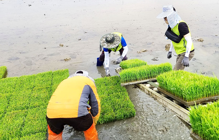 NH농협카드는 경기도 시흥시 벼농사 농가를 찾아 농촌 일손돕기를 실시했다. 사진=NH농협카드