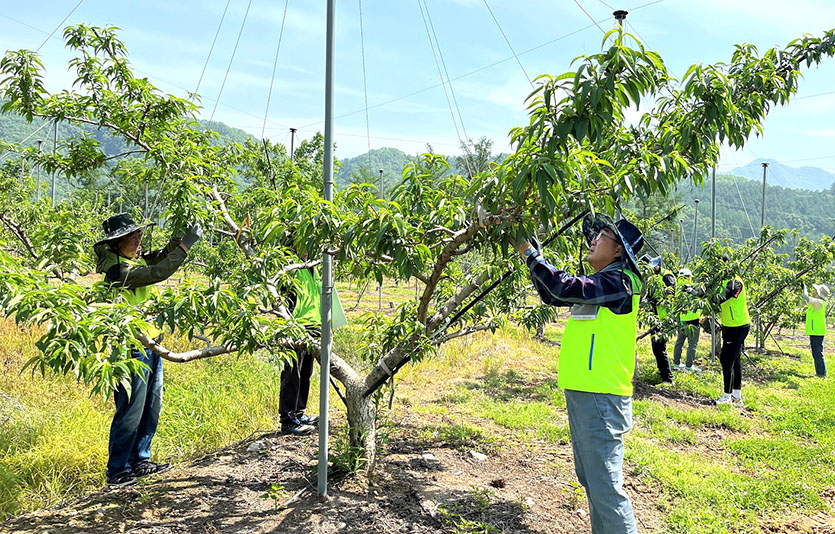 농협경제지주 산지유통부 직원들이충북 보은 복숭아 재배 농가를 찾아 적과 작업을 하고 있다. 사진=농협경제지주