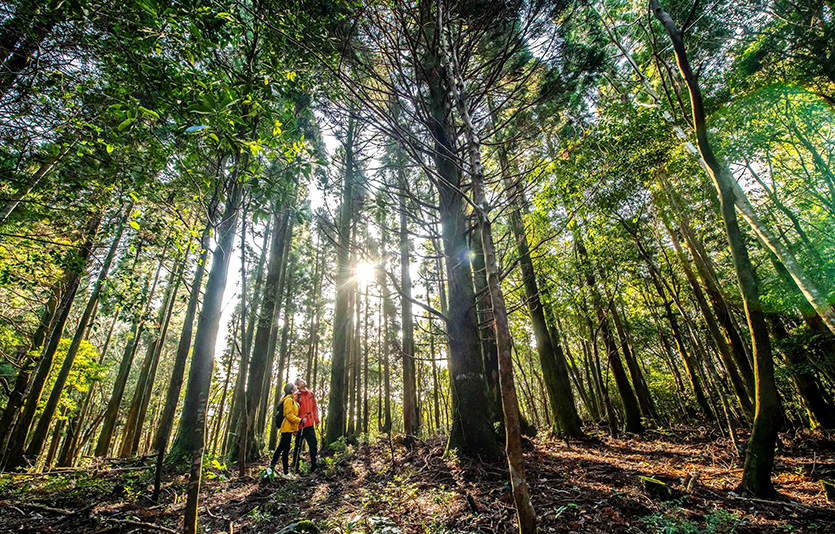 제주신라호텔은 역대급 더위가 예상되는 올 여름을 앞두고 그 어느 때보다도 ‘뜨겁고’, ‘시원한’ 액티비티 프로그램을 선보인다. 내추럴 트레킹 이미지. 사진=신라호텔