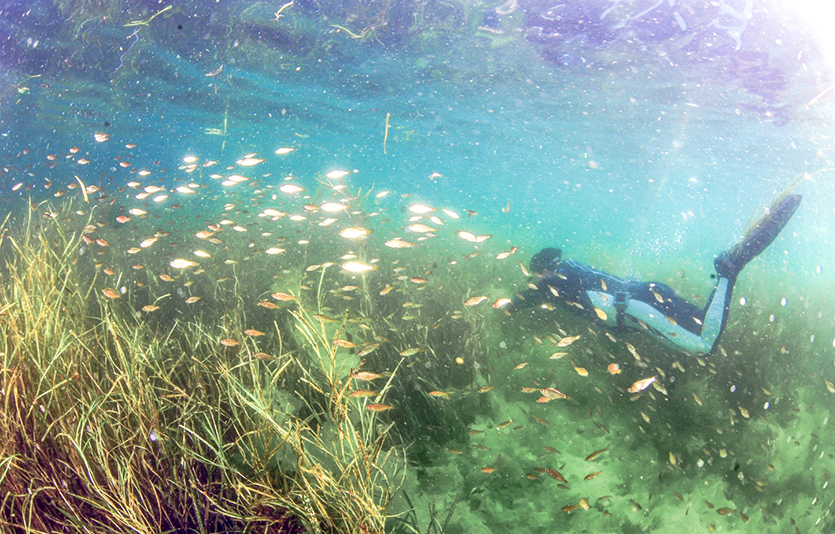 LG화학은 탄소를 흡수하는 해초 서식지 복원에 나섰다. 여수 앞바다에 복원될 LG화학 잘피 서식지 예상 모습. 사진=한국수산자원공단