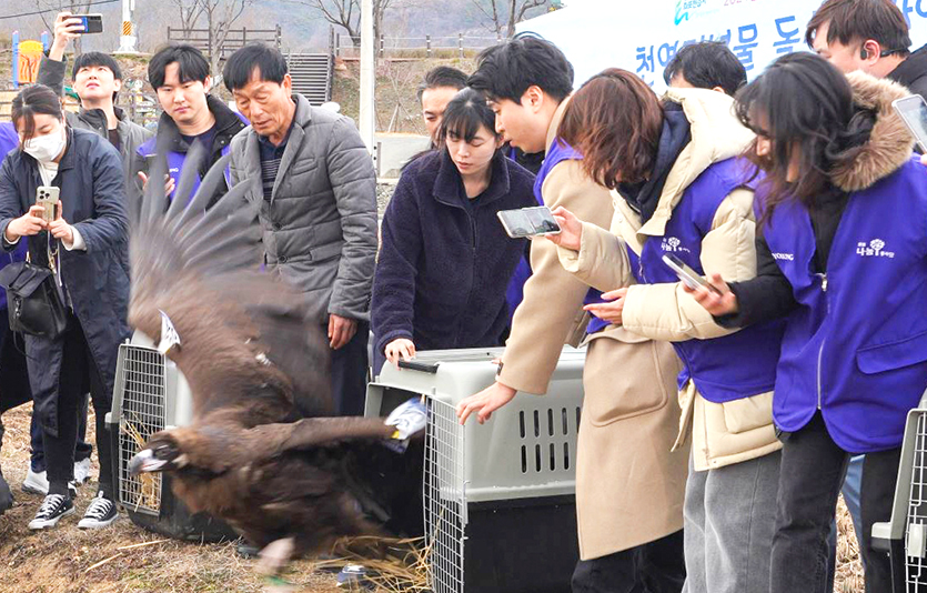 효성 임직원들이 세계습지의날을 기념해 아사 위기에서 구조및치료한 독수리 3마리를 자연으로 다시 돌려보내고 있다. 사진=효성
