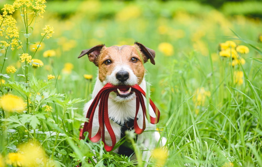 마우나오션리조트, 호텔 포코 성수 ‘봄에 산책하개’ 패키지. 사진=코오롱 리조트 앤 호텔