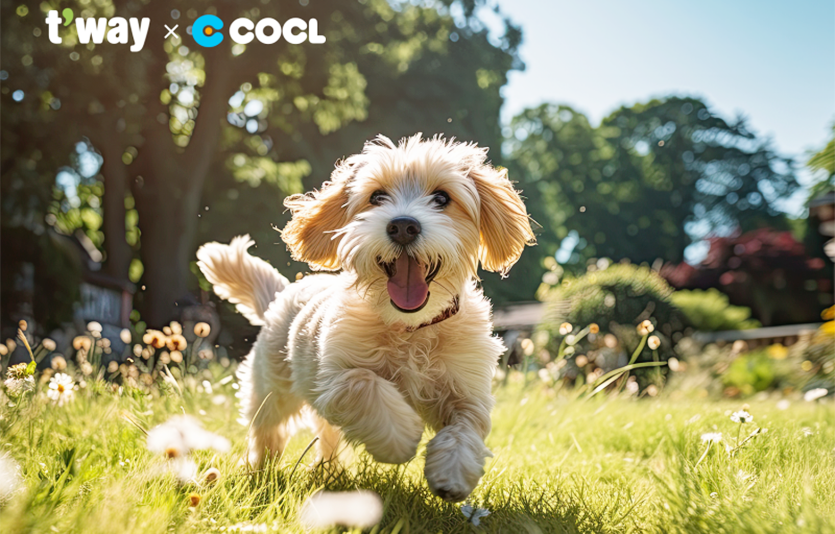 사진=티웨이항공